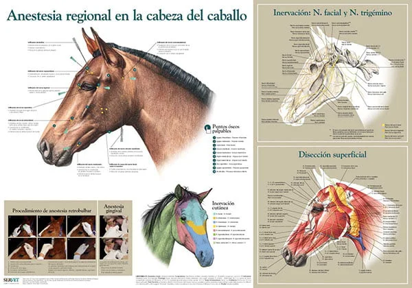 ¿Que es una Infografía? 1 ¿Que es una Infografía? 1