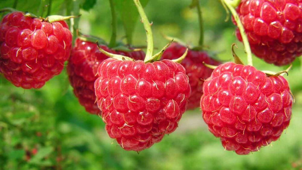 Glosario de Raspberry Pi Terminos y Ejemplos 2